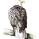 Illustration for article titled 15-year-old prodigy girl draws amazingly well emand/em trains falcons too
